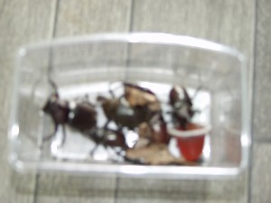 kage20040719-20.jpg (13510 oCg)